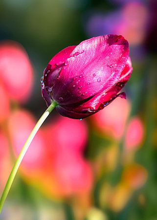 250512 _Z8D0502