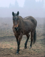 _Z8D6795-Edit