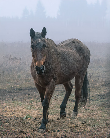 _Z8D6795-Edit