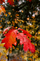 _Z8D6781-Edit