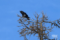240217 20240217NIKON Z 8-_Z8D1084