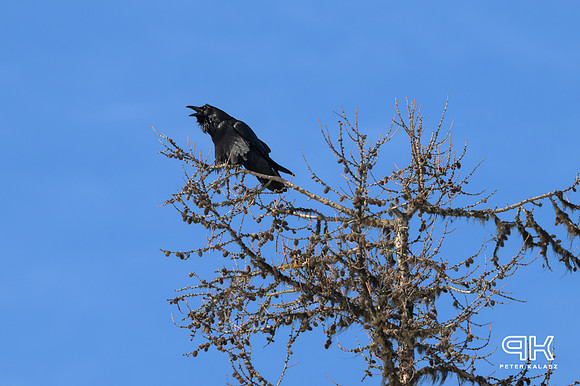 240217 20240217NIKON Z 8-_Z8D1084