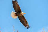 Marilyn/Eagles/Closed