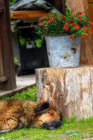 _DSC0351