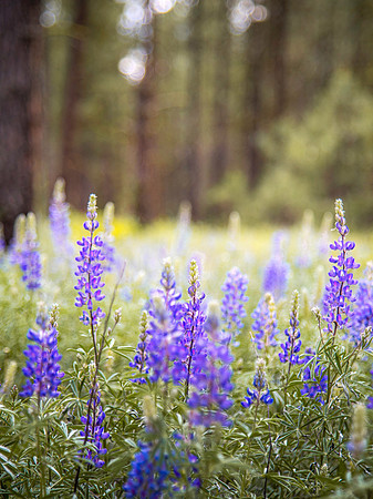 05-18-lupine forest