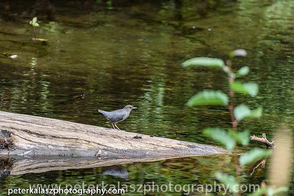 _DSC0969