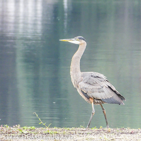 DSCF0586