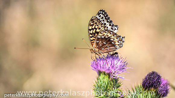 _DSC5354_tonemapped