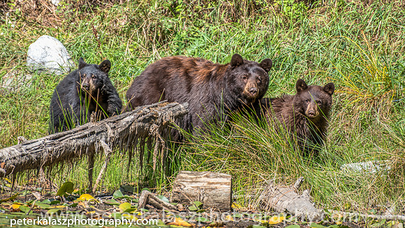 _DSC1150_tonemapped