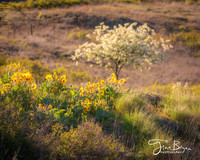 04-26- spring