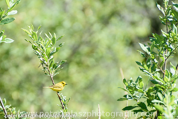 _DSC0637