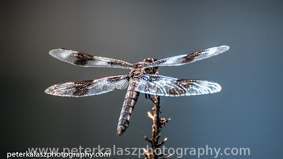 _DSC5270_tonemapped