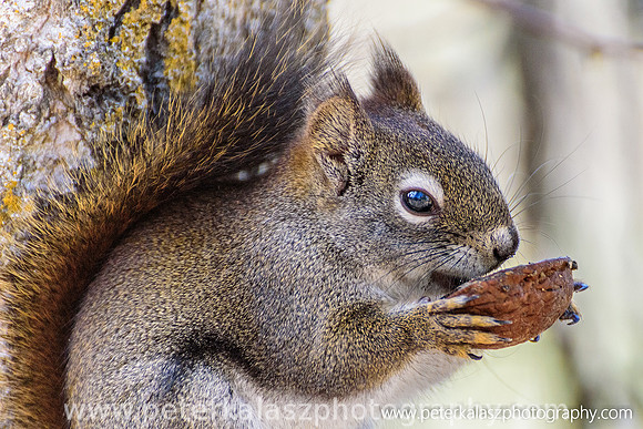 _DSC4534-Edit-2