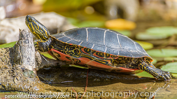 _DSC1068