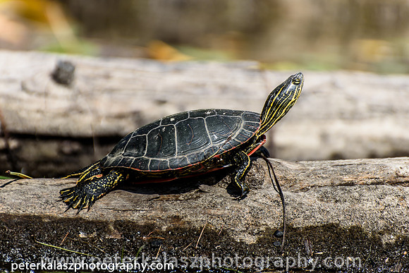 _DSC0909
