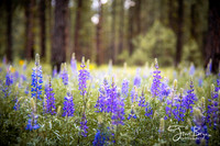 05-18-lupine forest