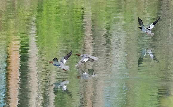 _DSC0051-Edit