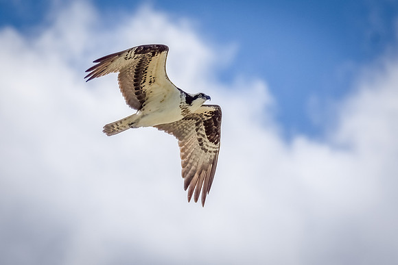 _DSC0197-Edit