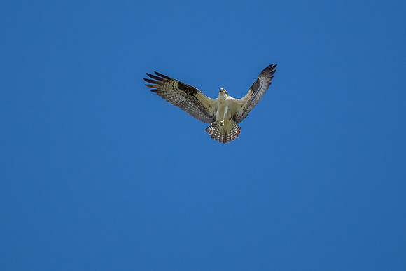_DSC0221-Edit