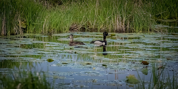 _DSC9747-Edit