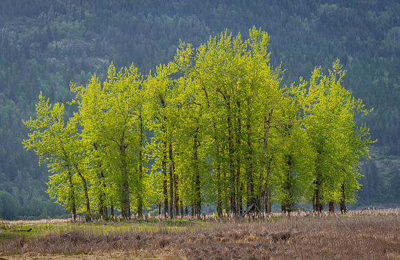_DSC9801-Pano