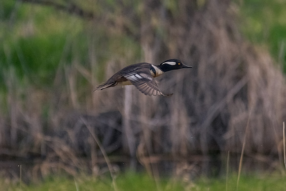 _DSC9859-Edit-2