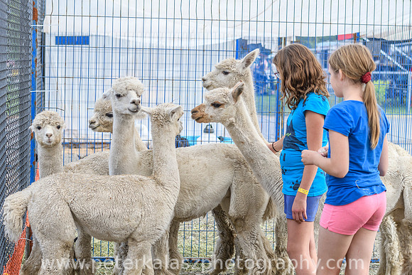_DSC2695