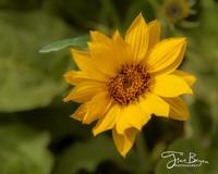 04-30-sunflowere