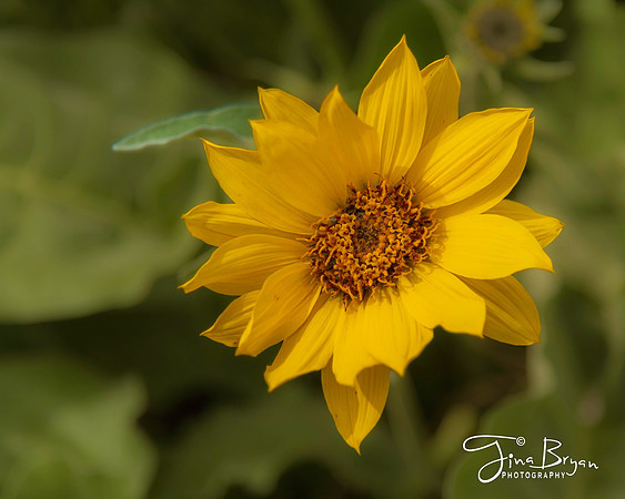 04-30-sunflowere