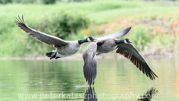 _DSC9381-Edit-4