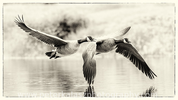 _DSC9381-Edit-4-Edit