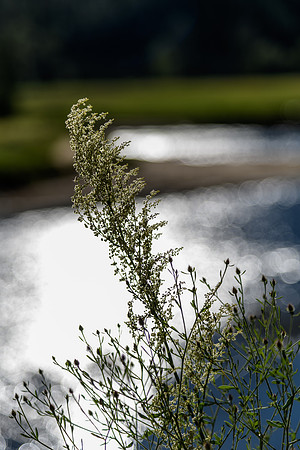 _DSC0346
