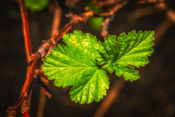 _DSC7924-Edit