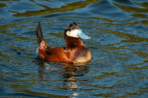 _DSC9104