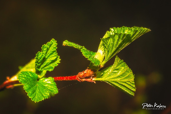 _DSC7951-Edit
