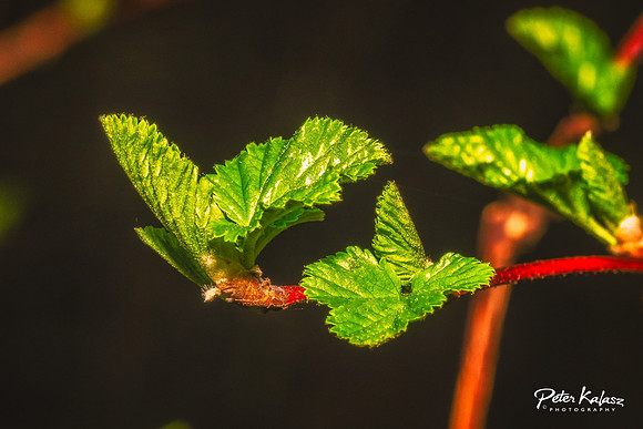 _DSC7939-Edit