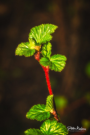 _DSC7953-Edit