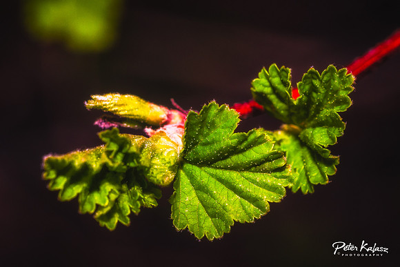 _DSC7969-Edit-2