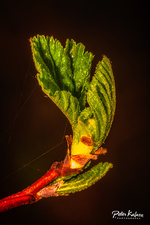 _DSC7972-Edit-2