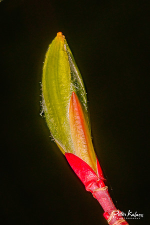 _DSC7905