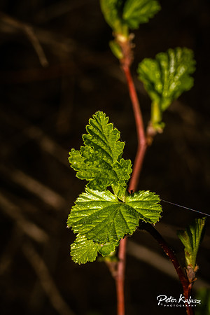 _DSC7918