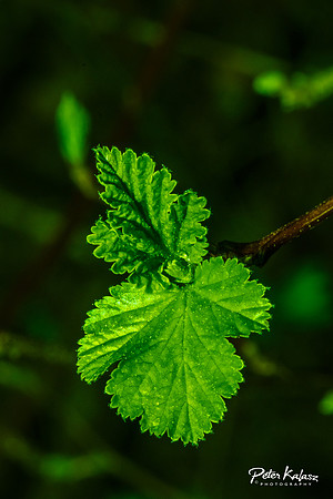 _DSC7921