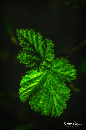 _DSC7921-Edit