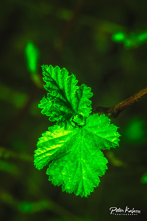 _DSC7921-Edit-2
