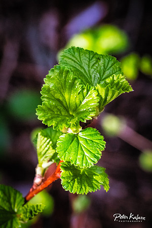 _DSC7959-Edit-Edit