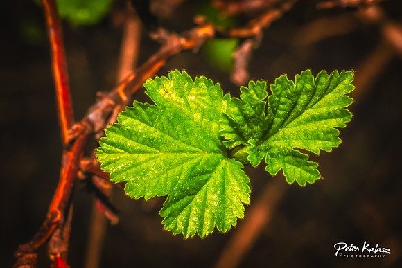 _DSC7924-Edit