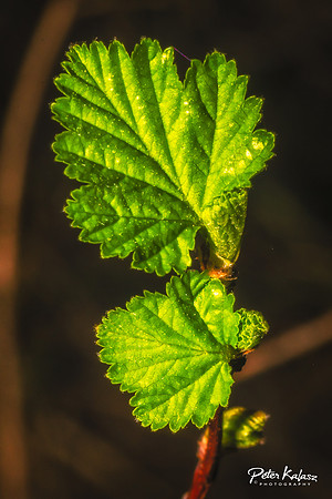 _DSC7928-Edit