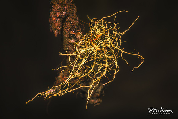 _DSC7936-Edit