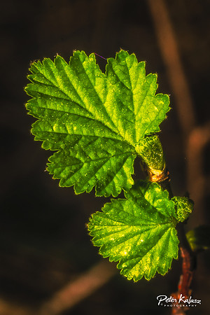 _DSC7919-Edit