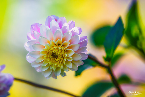 _DSC8514-Edit